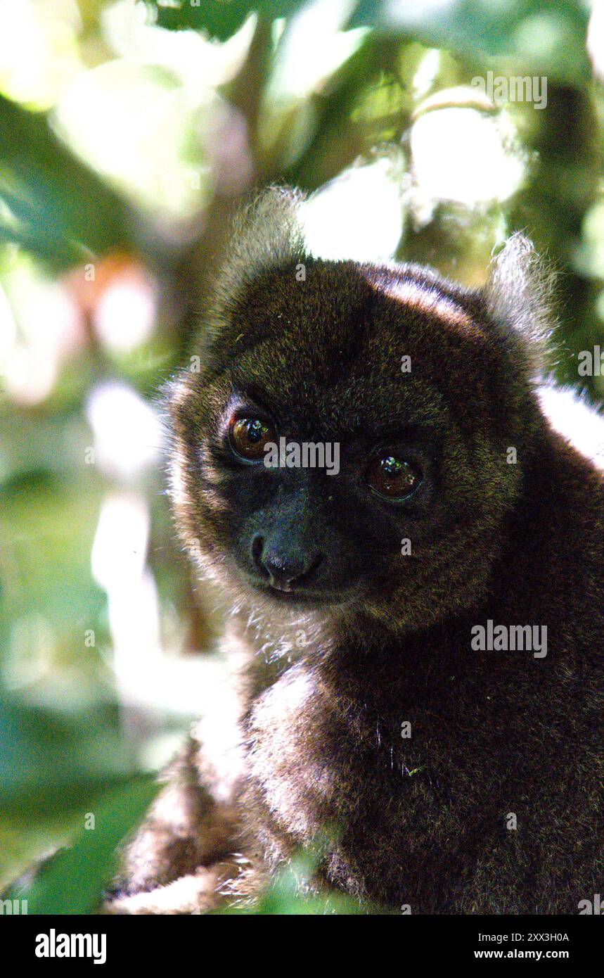 Großer Bambuslemur (Hapalemur simus) im Ranomafana-Nationalpark, Madagaskar. Stockfoto