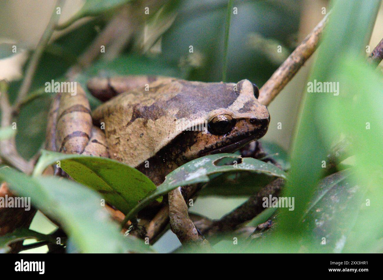 Boophis reticulatus im Ranomafana-Nationalpark, Madagaskar. Stockfoto