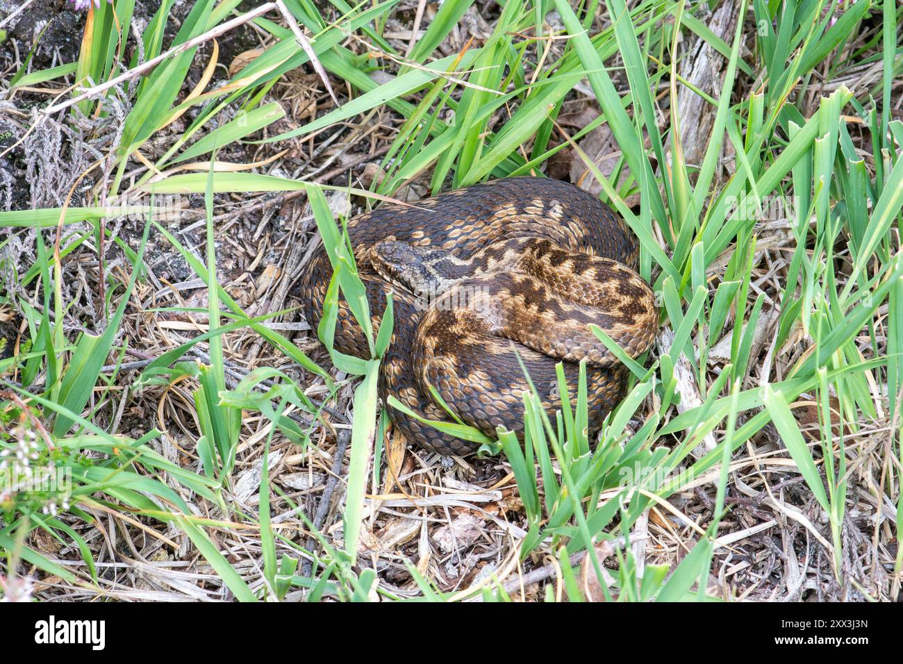 Weibliche Adulte (Vipera berus), die sich in einem natürlichen Lebensraum in Hampshire, England, Großbritannien, niedergelassen hat Stockfoto