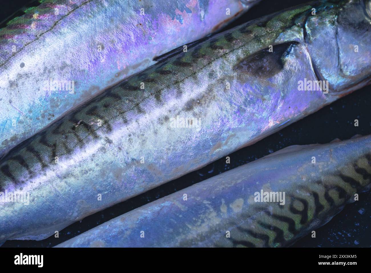 Makrelen sind häufige Raubfische, die im Sommer bei Sportfischern beliebt sind. Sie sind reich an gesunden Ölen und grillen gut Stockfoto