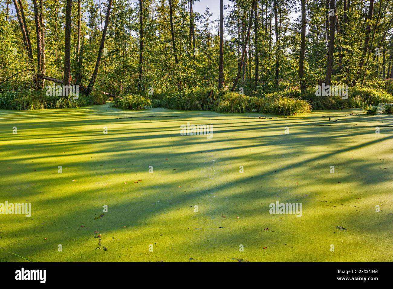 Teich bedeckt mit Entengras, getufteten Seggen, Erlen-Feuchtgebiete im Naturschutzgebiet Olszyny Niezgodzkie, Barycz Valley Landscape Park, Niederschlesien, Polen Stockfoto
