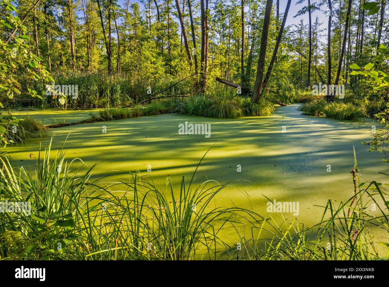 Teich bedeckt mit Entengras, Erlen-Feuchtgebiete im Naturreservat Olszyny Niezgodzkie, Barycz Valley Landscape Park, nahe Niezgoda, Niederschlesien, Polen Stockfoto
