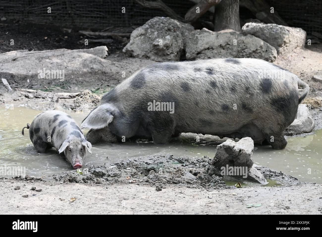 Turopolje-Schwein im Zoo Schönbrunn in Wien (Wien), Österreich, 17. August 2024. (CTK Photo/Vaclav Salek) Stockfoto