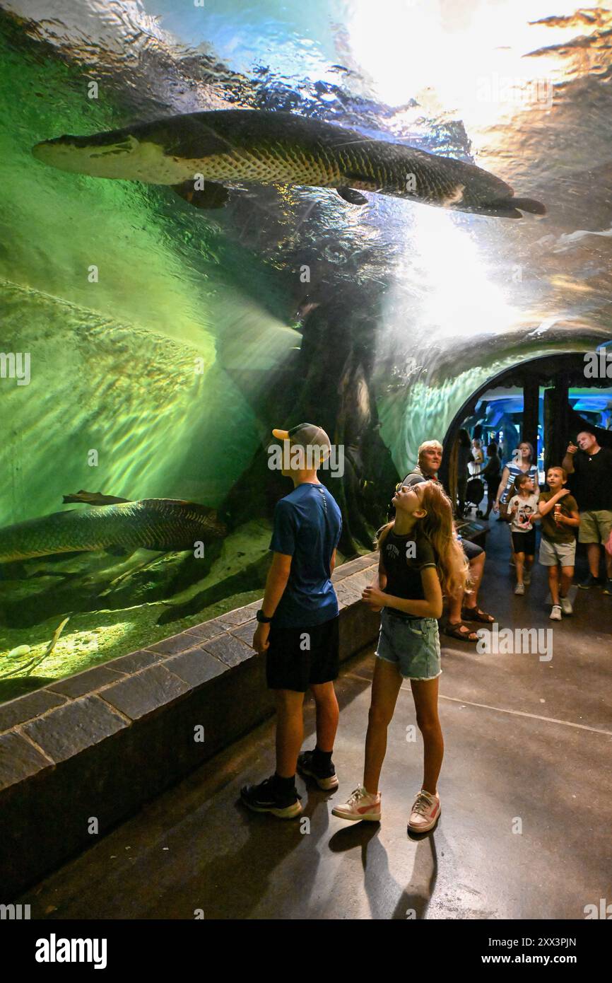 Arapaima gigas im Zoo Schönbrunn in Wien (Wien), Österreich, 17. August 2024. (CTK Photo/Vaclav Salek) Stockfoto