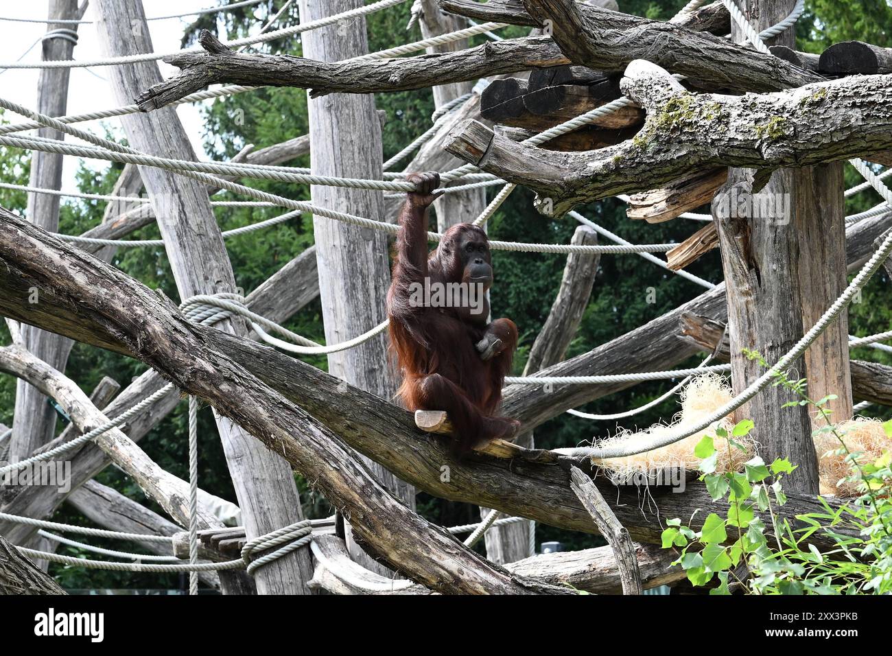 Orang-Utan (Pongo) im Zoo Schönbrunn in Wien (Wien), Österreich, 17. August 2024. (CTK Photo/Vaclav Salek) Stockfoto