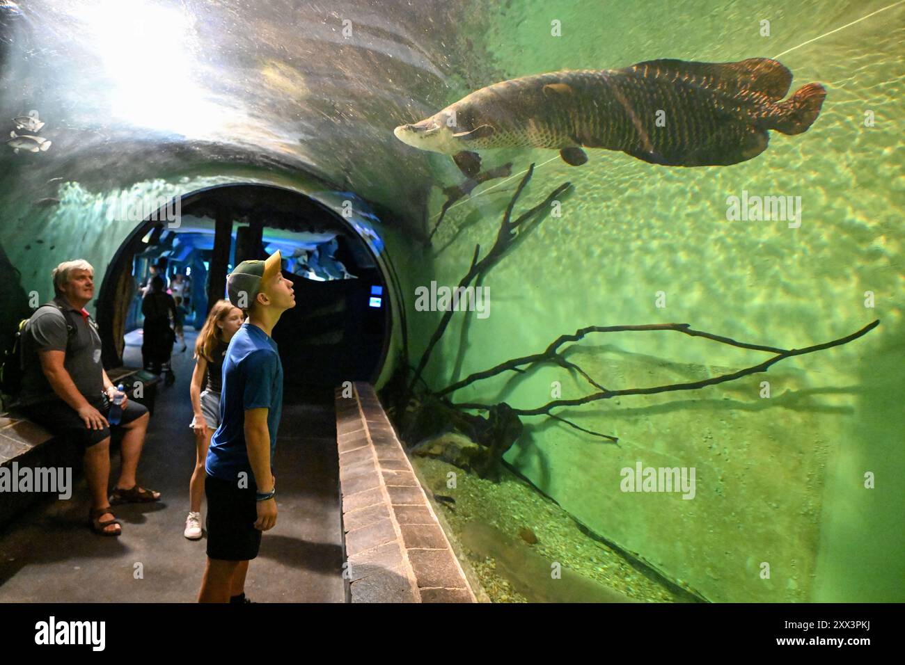 Arapaima gigas im Zoo Schönbrunn in Wien (Wien), Österreich, 17. August 2024. (CTK Photo/Vaclav Salek) Stockfoto