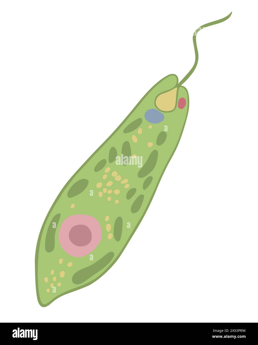 Vektor-isolierte Illustration von Euglena grün auf weißem Hintergrund. Stock Vektor