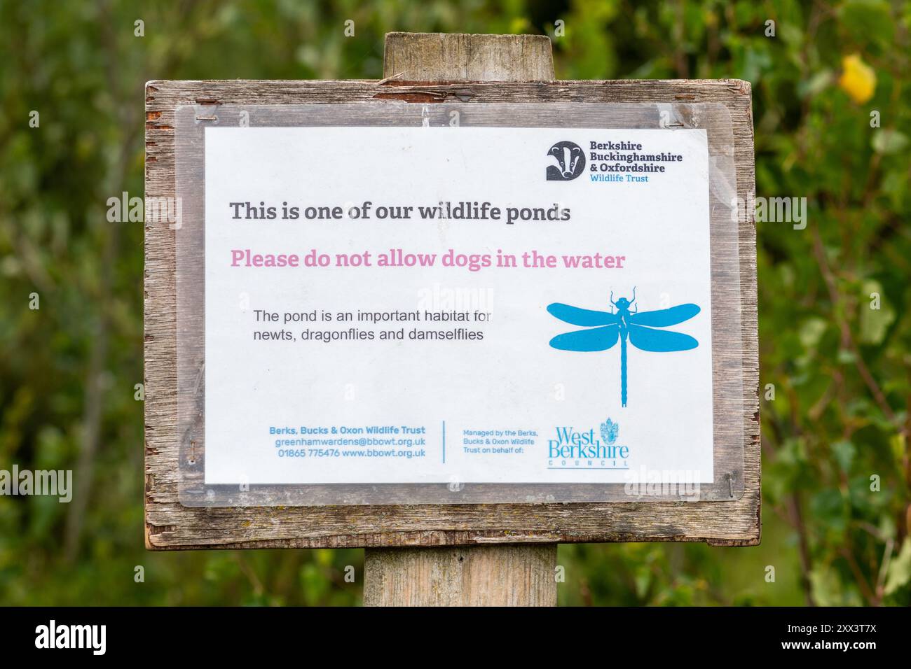 Schild in einem Naturschutzgebiet Bitte lassen Sie keine Hunde im Wasser, dies ist einer unserer Wildteiche, Berkshire, England, Großbritannien Stockfoto