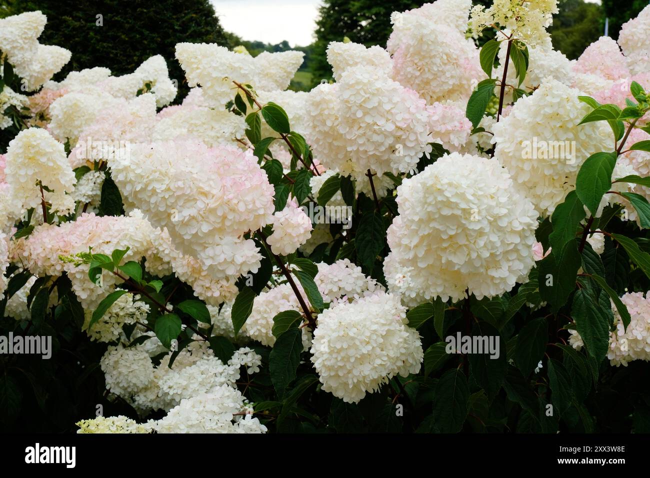 Blühende Hortensie paniculata oder Panicled Hortensie - John Gollop Stockfoto