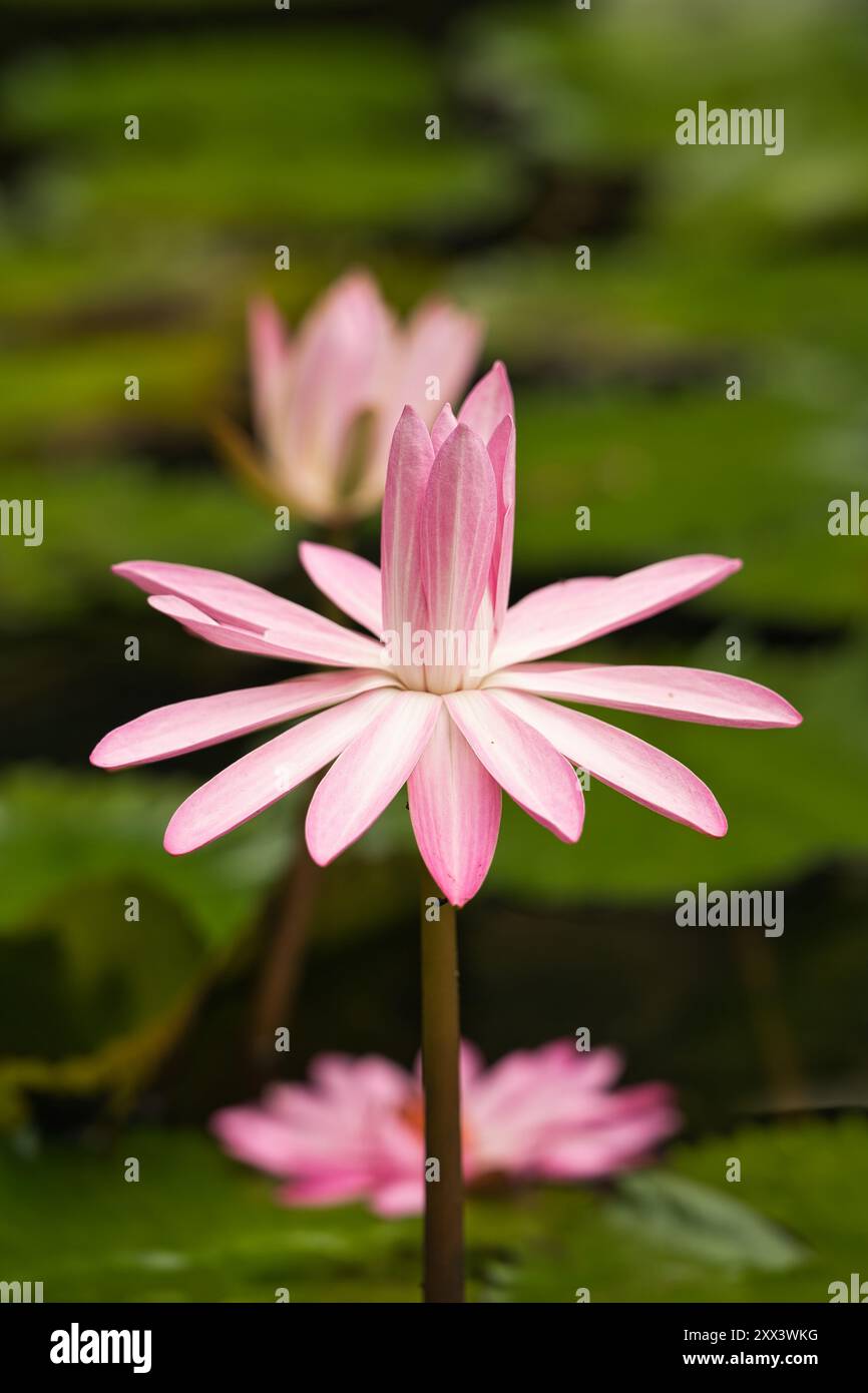 Nahaufnahme der rosa Wasserlilienblume im botanischen Garten, Mahe, Seychellen Stockfoto