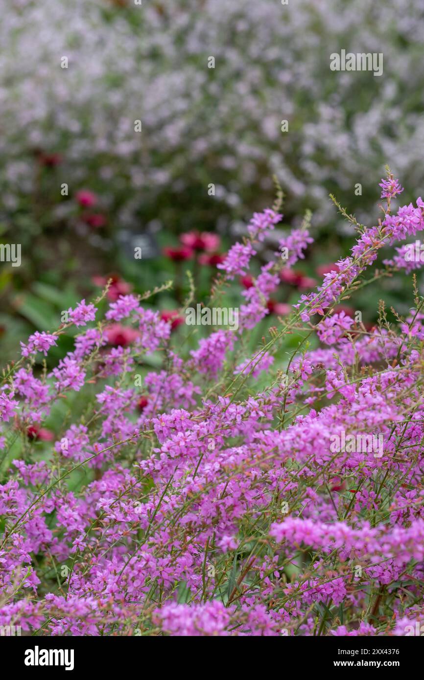 Im Wisley Garden, Surrey, Großbritannien, erwartet Sie ein atemberaubendes, farbenfrohes Mischmotiv mit leuchtend violetten Lythrum-Blüten. Die Blumenbeete haben hauptsächlich mehrjährige Pflanzen Stockfoto