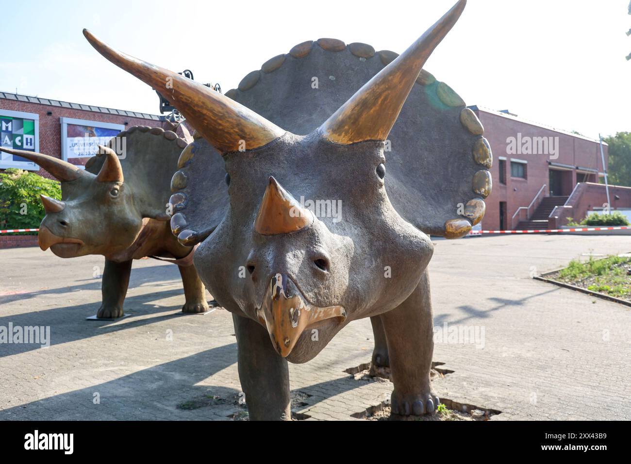 Wenn schwere Dinos fliegen - Modelle vor dem LWL-Museum für Naturkunde versetzt. Wahrzeichen des Museums kennzeichnen neuen Museumseingang. Das LWL-Museum für Naturkunde bekommt einen Anbau auf dem Museumsvorplatz. Für die Zeit der Bauarbeiten markieren die Dinos den neuen, vorübergehenden Eingang in das Museum. Münster, Nordrhein-Westfalen, DEU, Deutschland, 22.08.2024 *** als schwere Dinosaurier Fliegenmodelle vor dem Naturhistorischen Museum des LWL bewegten, markieren Wahrzeichen des Museums den neuen Museumseingang, für den das Naturhistorische Museum des LWL eine Erweiterung auf dem Museumsvorplatz erhält Stockfoto