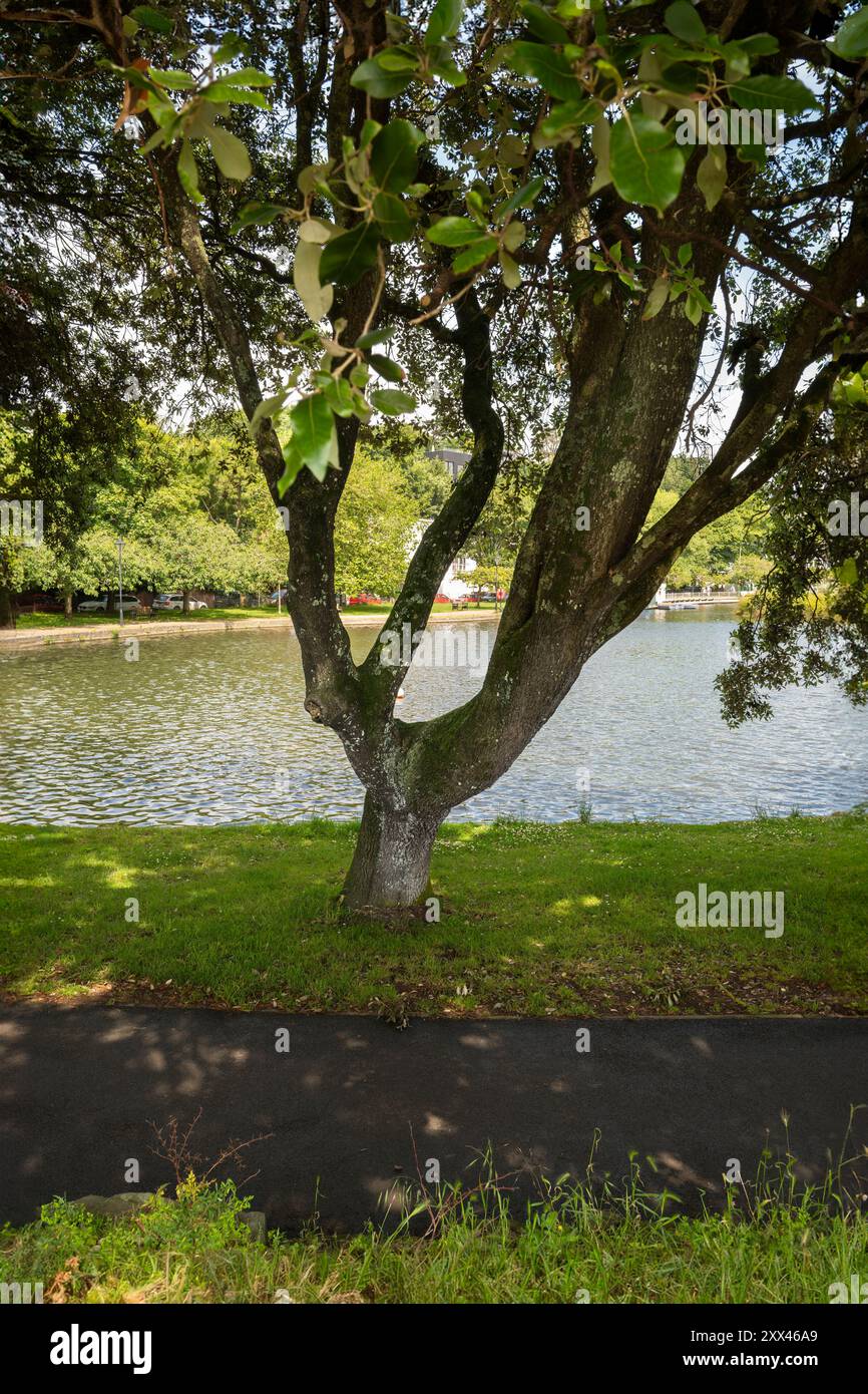 Trenance Boating Lake in Newquay in Cornwall in Großbritannien. Stockfoto