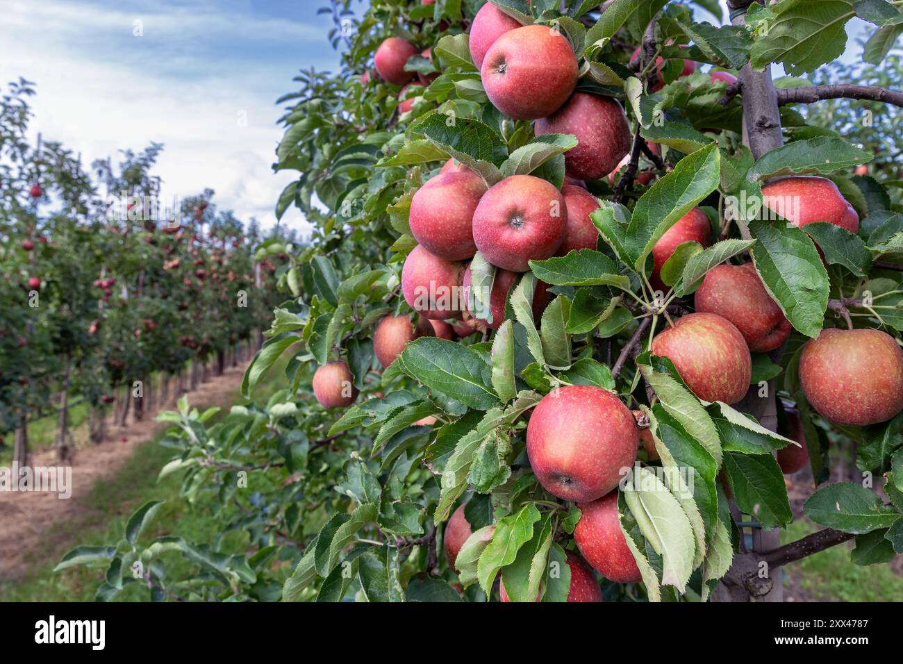 Äpfel im Obstgarten, viele rote Äpfel der Sorte Jonagold Stockfoto