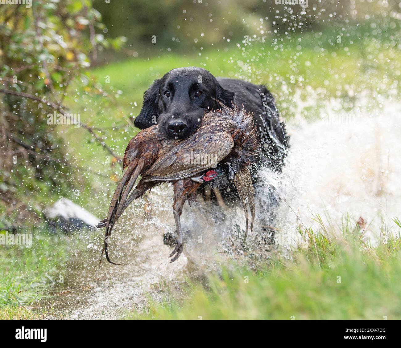 Flach beschichteter Retriever, der einen Schuss Fasan auf einem Fasan durch Wasser holt Stockfoto