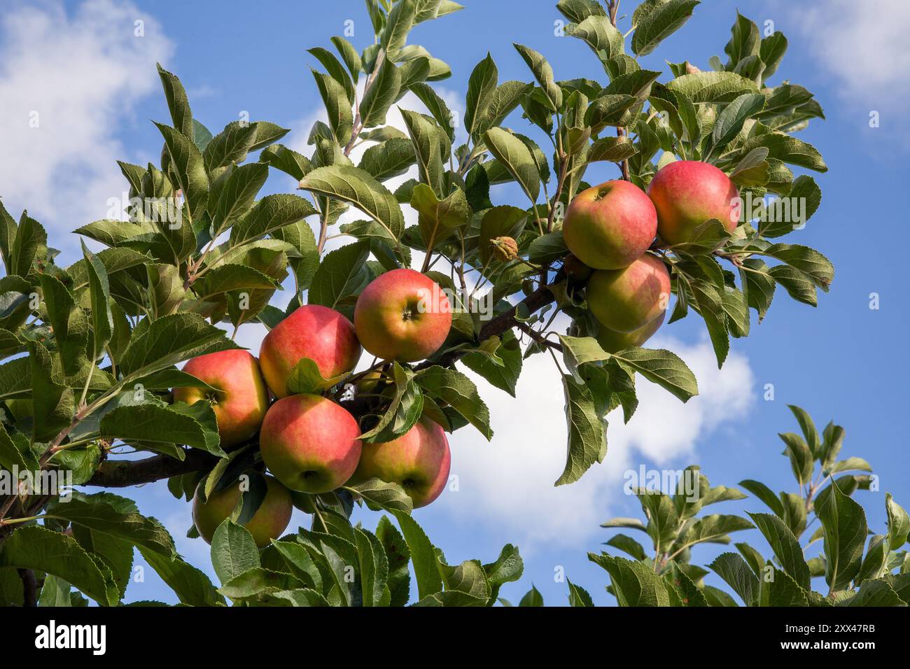 Äpfel im Orchard Stockfoto