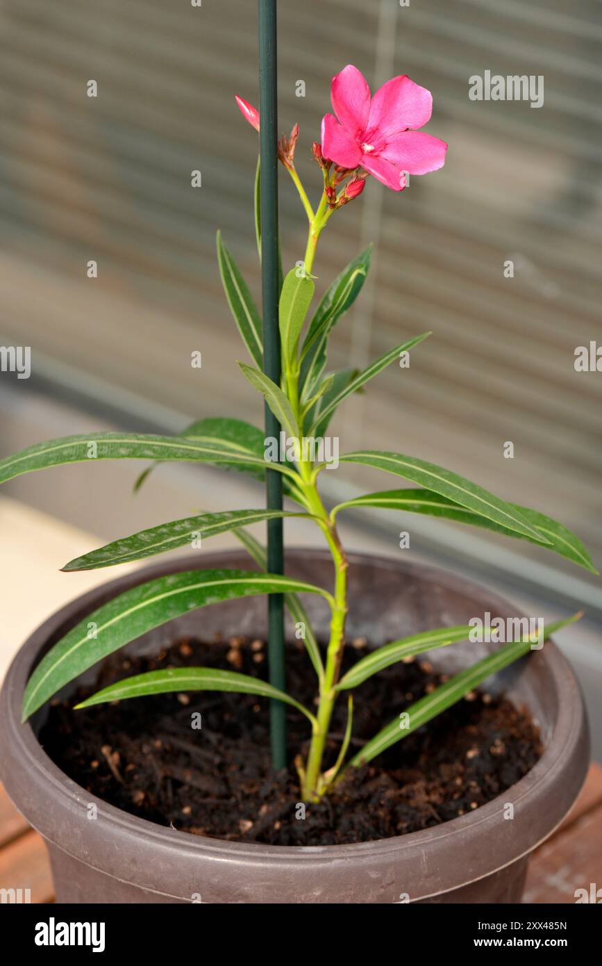 Nerium-Oleander oder Rosebay-Hauspflanze blüht rot und wächst draußen auf dem Balkon der Wohnung Stockfoto