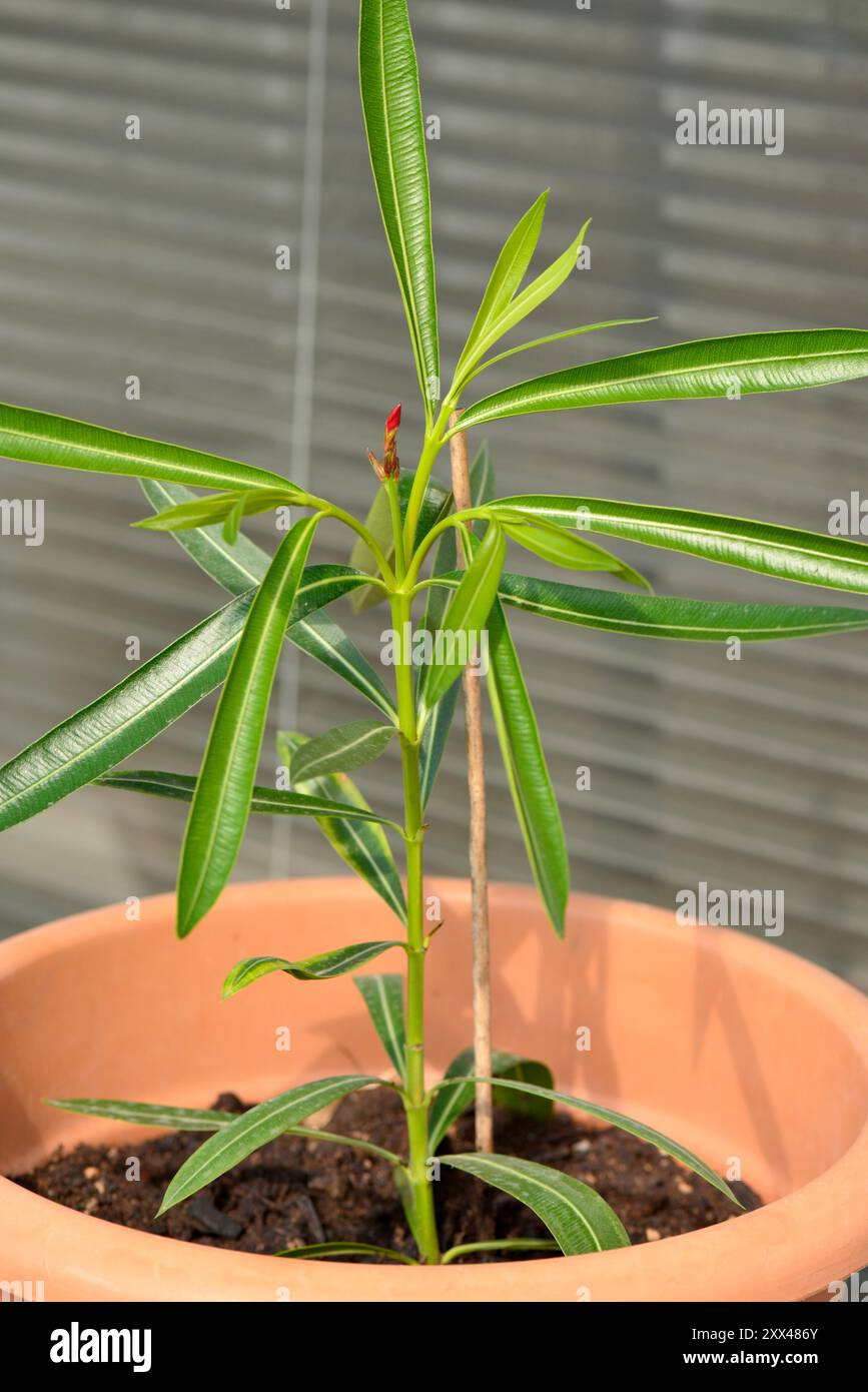 Nerium-Oleander oder Rosebay-Hauspflanze wächst draußen auf dem Balkon der Wohnung Stockfoto