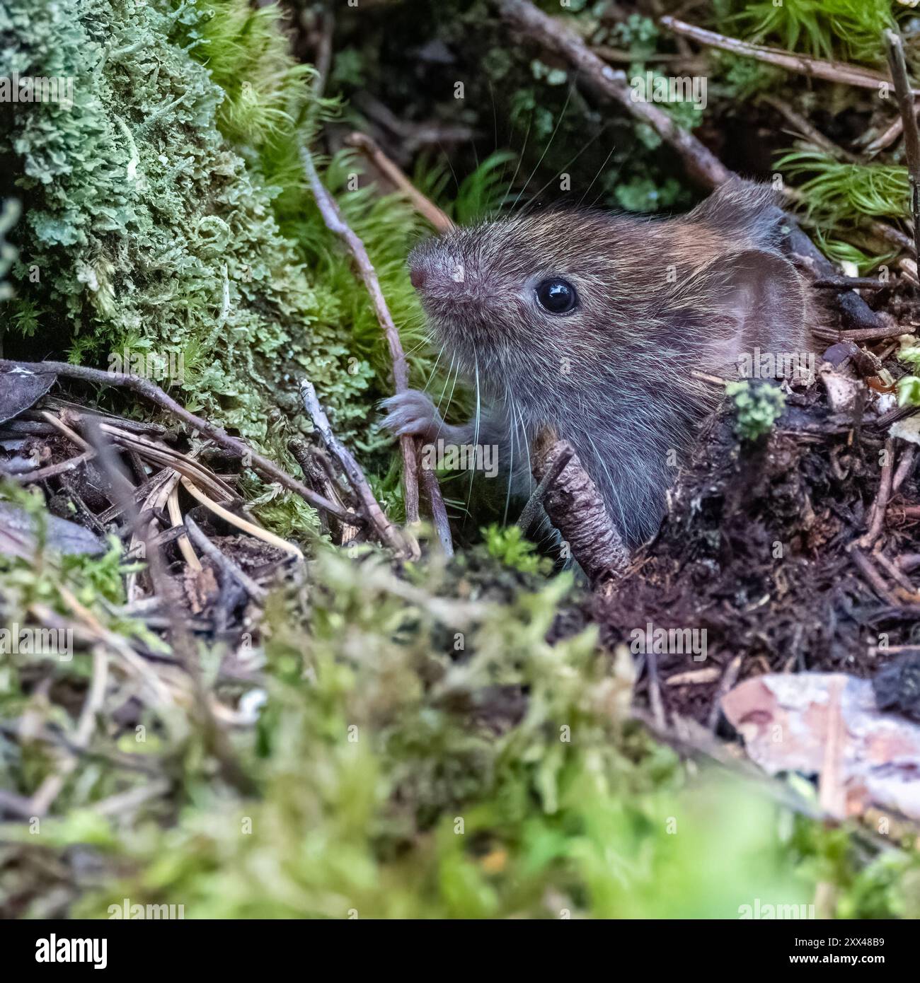 Rötelmaus Stockfoto