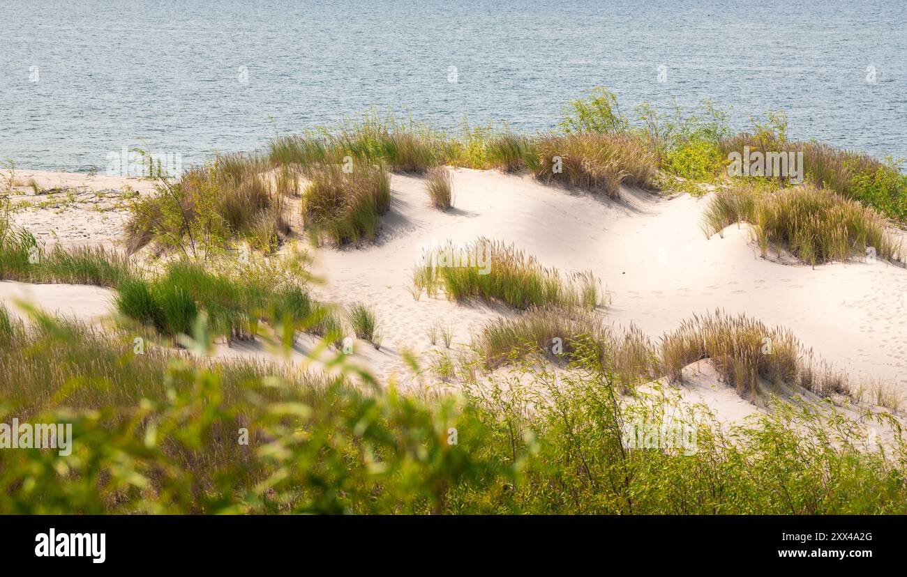 Sauberer Sand auf den Dünen der Ostsee. Natürlicher Hintergrund. Grüne Pflanzen. Stockfoto