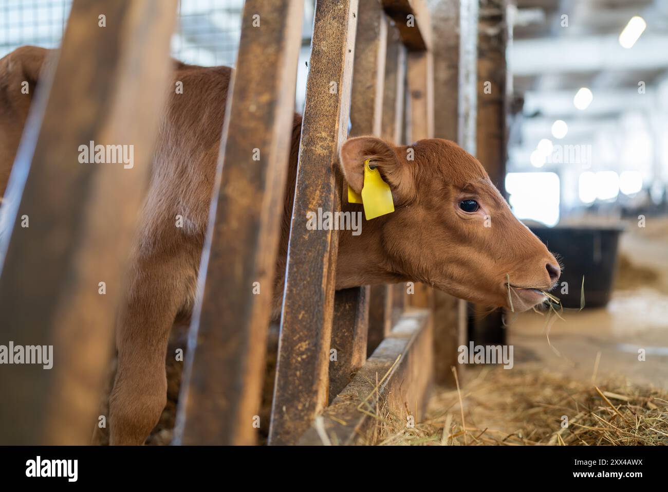 Jungkalb isst Heu in der Scheune. Das süße Kalb schaut in die Kamera. Wade Junge Kuh, die in der Scheune steht und Heu isst. Stockfoto