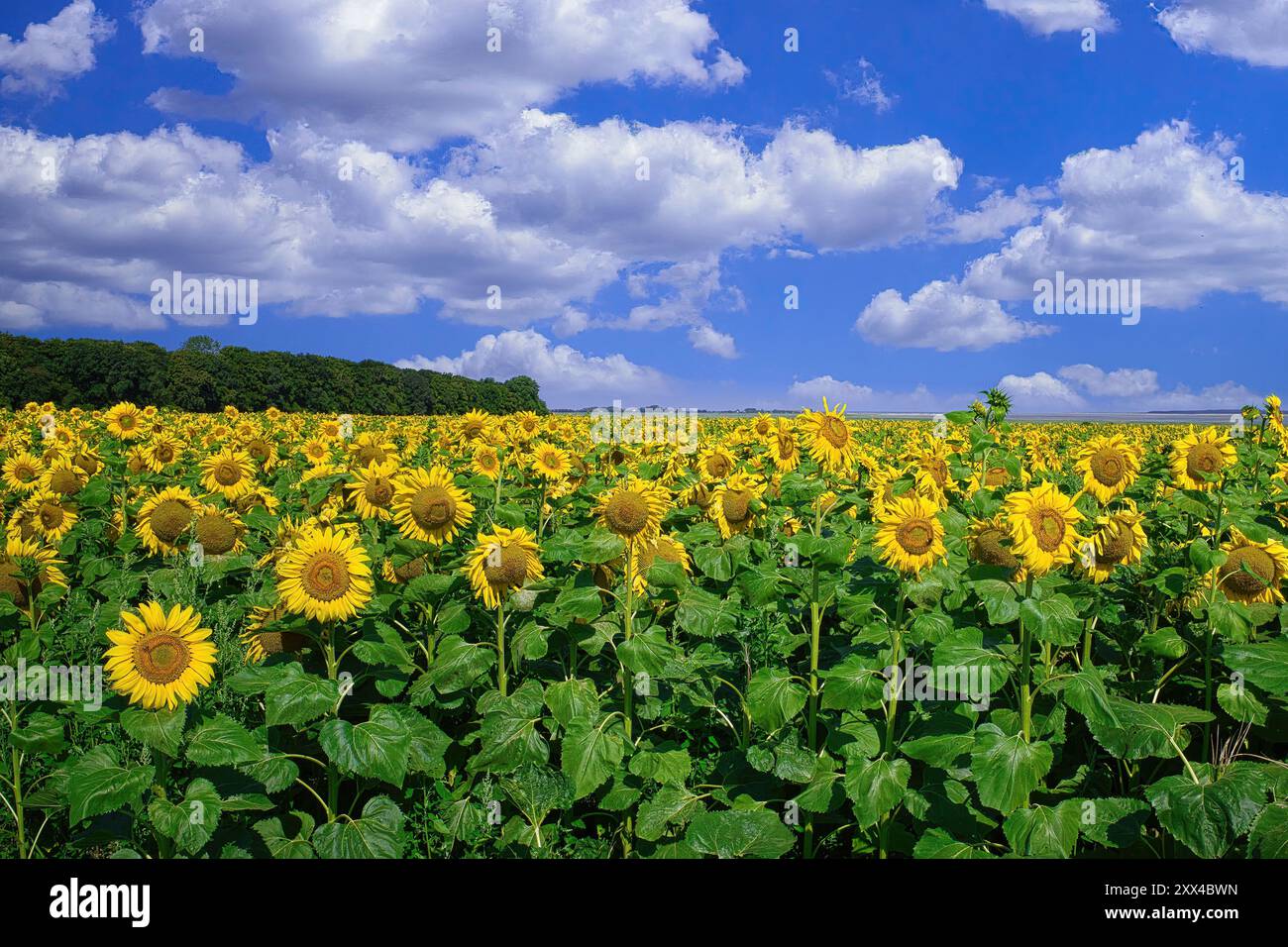 Sonnenblumenfeld mit weißen Wolken und blauem Himmel. Sonnenblumenlandschaft auf einem französischen Bauernhof. Ländliche Landschaft. Picardie. Sommer. Urlaub. Stockfoto