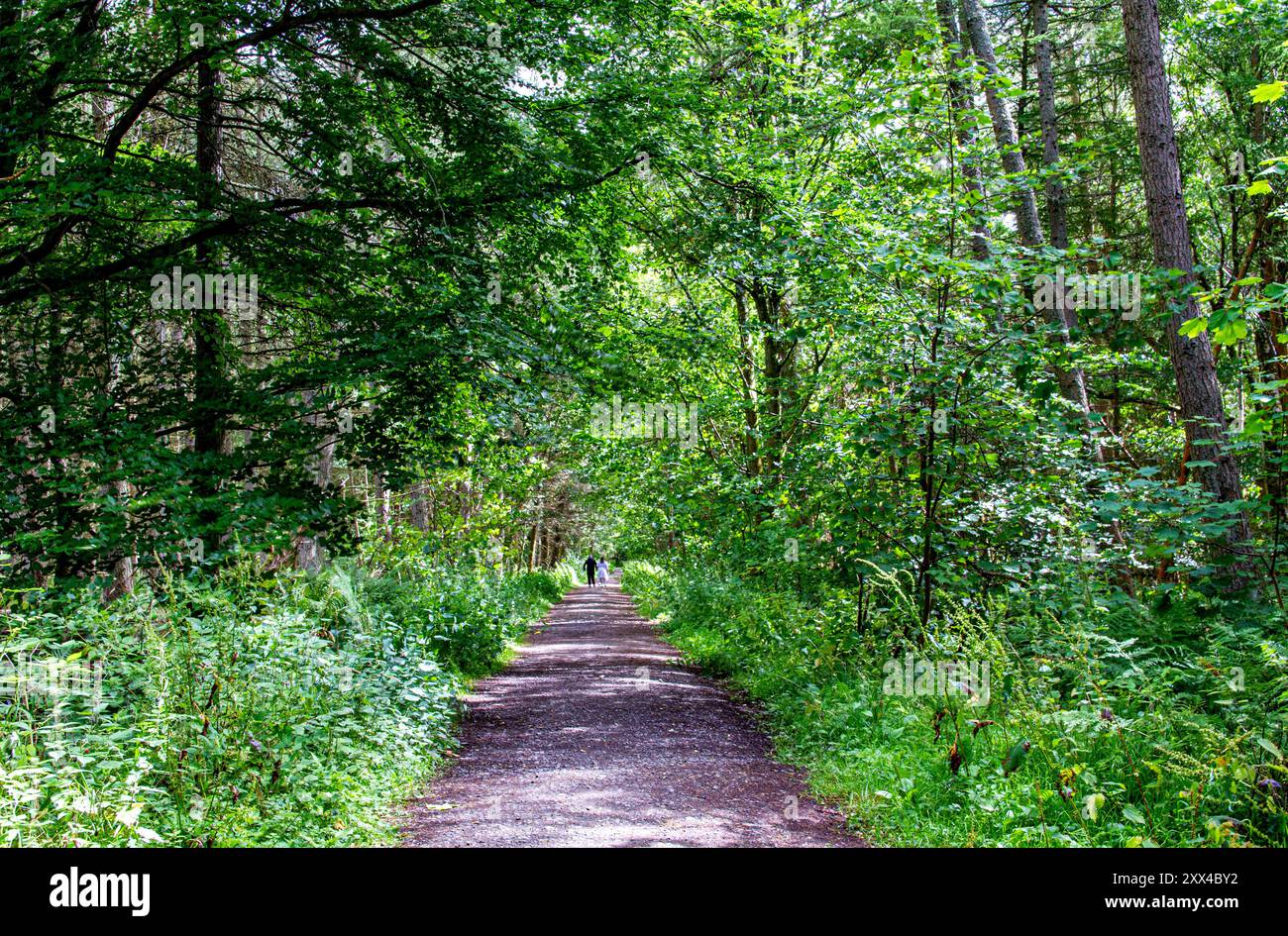 Dundee, Tayside, Schottland, Großbritannien. August 2024. Wetter in Großbritannien: Starke Winde und Sonnenschein in Dundee Templeton Woods. Die Wälder in Dundee, Schottland, bieten eine wunderschöne Landschaft mit den stürmischen Bedingungen und dem hellen Sommersonnenlicht. Quelle: Dundee Photographics/Alamy Live News Stockfoto