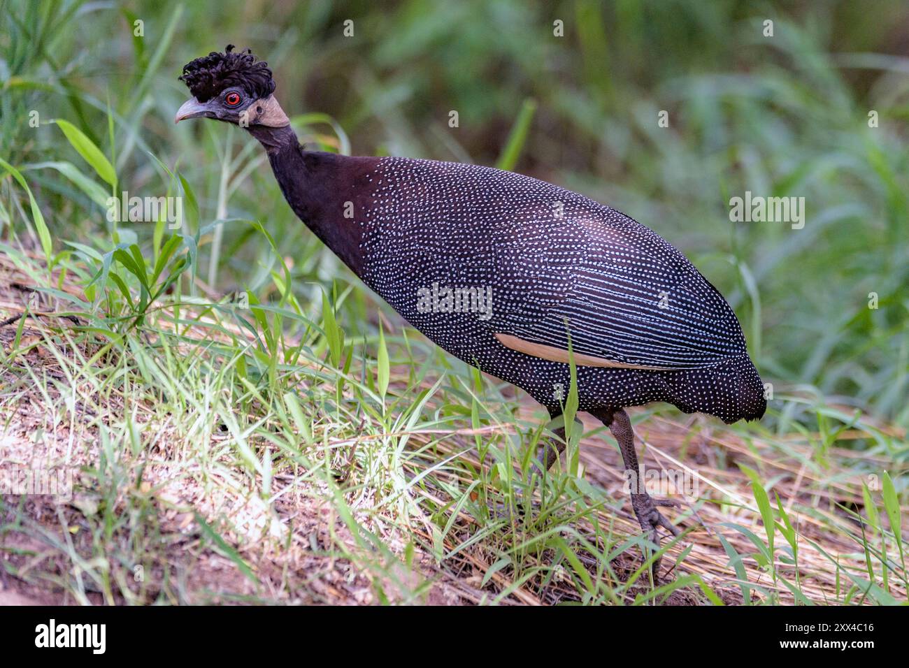 Guineafuhu (Guttera pucherani) aus Kruger NP, Südafrika. Stockfoto