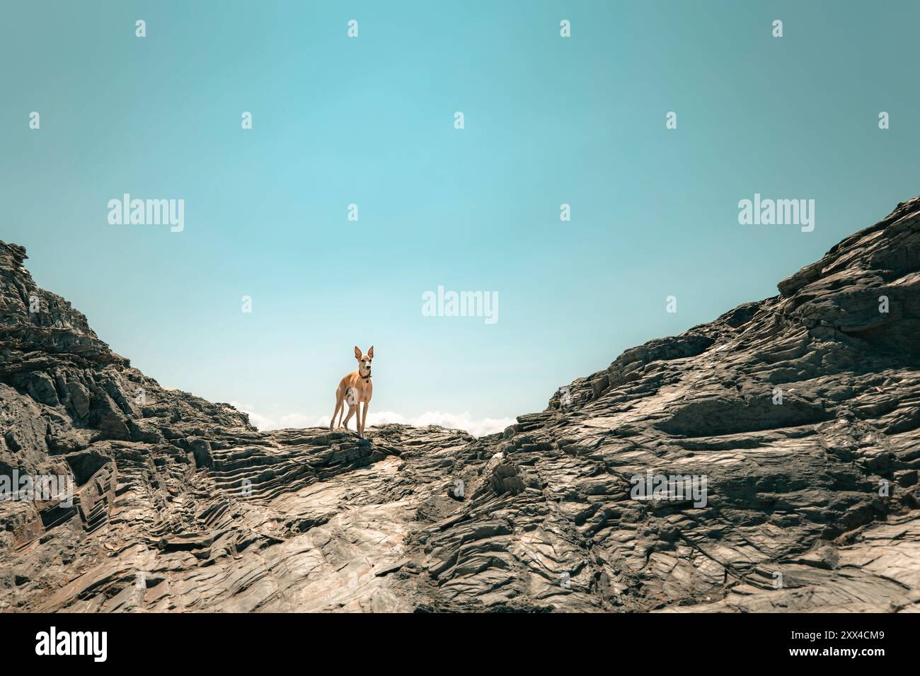 Whippet-Hund steht selbstbewusst auf felsiger Landschaft unter hellblauem Himmel und Sonne und hört zu – elegantes natürliches Ganzkörperporträt, Cornwall, Großbritannien Stockfoto