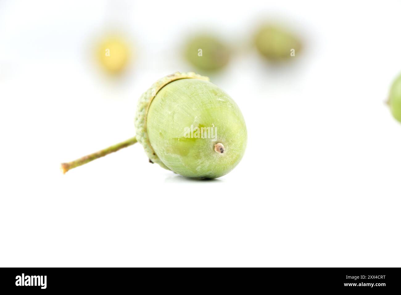 Grüne Früchte der Eiche, Gruppe noch grüner Eicheln isoliert mit weiß, Nahaufnahme Stockfoto