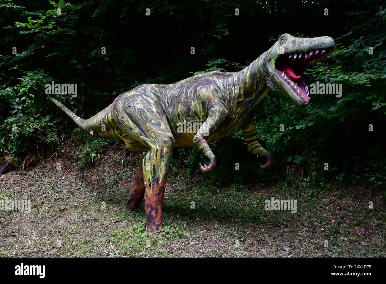 Saurierspuren in Barkhausen am Weg zu den Dinosaurierspuren stehen ein lebensgroßer Dinosaurier. Die Dinosaurierfährten zeigen versteinerte Fußspuren von verschiedenen Dinosauriern. Durch tektonische Bewegung werden die Spuren zu einer fast senkrechten Wand aufgestellt. Die Spuren sind auf einer Fläche von ca. 6 Meter mal 10 Meter zu sehen. Sie wurden 1921 in einem alten Steinbruch gefunden und 1982 unter Naturschutz gestellt. Ein Dach schützt die Spuren vor Verwitterung. Das Gelände gehört zum Terra Vita Naturpark und ist öffentlich begehbar. Bad Essen Niedersachsen Deutschland *** Dinosaur trac Stockfoto