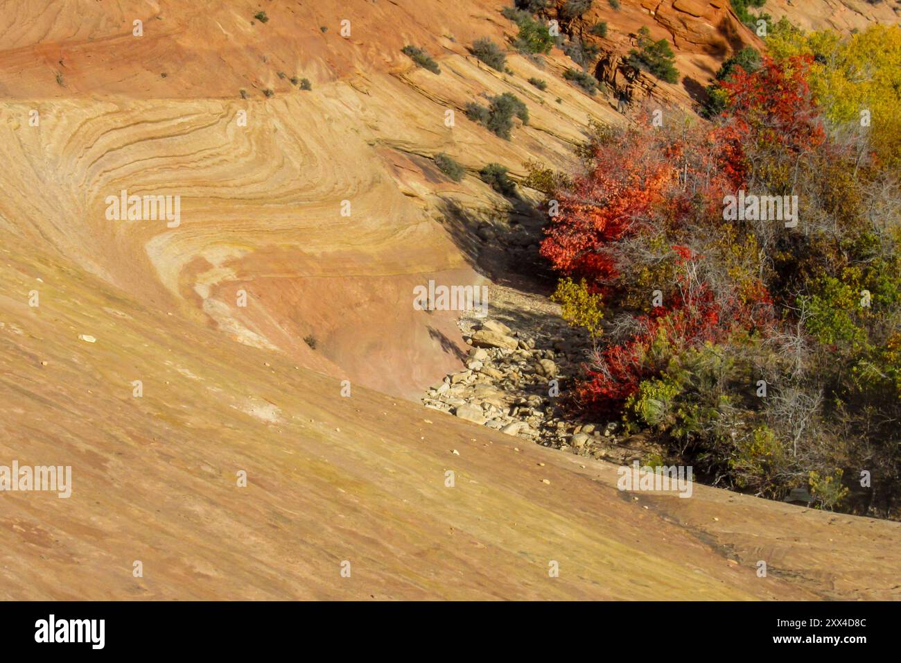 Navajo Sandstein, der sich um einen kleinen Ahornständer im Zion-Nationalpark, Utah, mit seinem scharlachroten Herbstlaub, dreht. Stockfoto