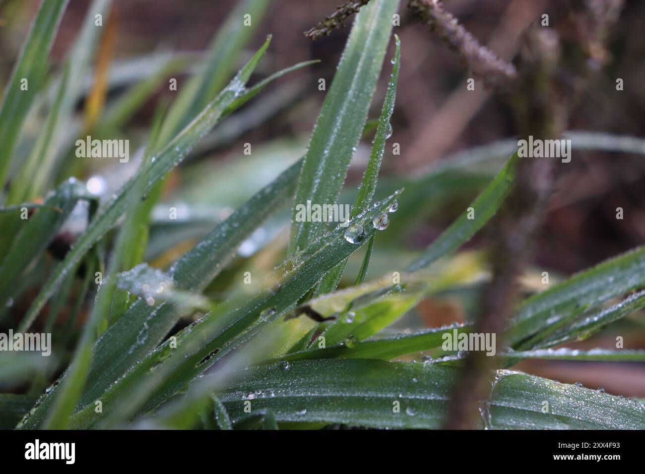 Regennasses Gras auf einer Waldwiese Stockfoto