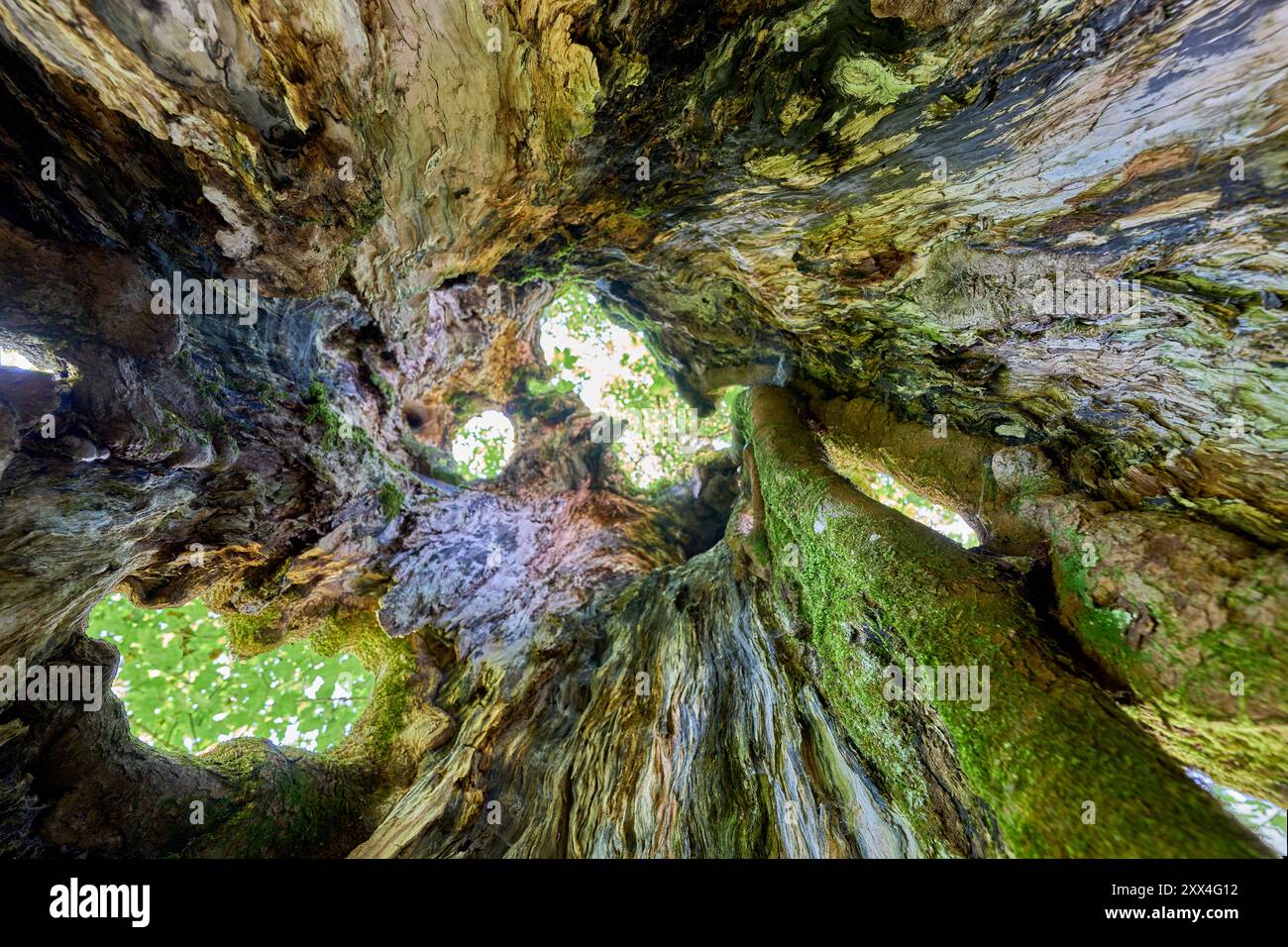 Im Inneren eines 450 Jahre alten Ahornbaums der Sycamore, Pseudoplatanus in den Allgäuer Alpen bei Oberstdorf, Bayern Stockfoto