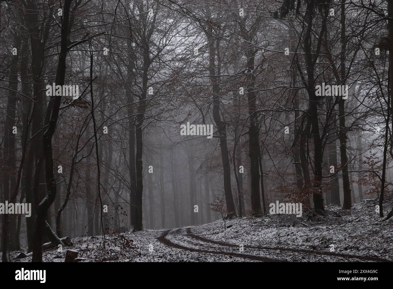 Schneebedeckte Bäume im Wald Stockfoto