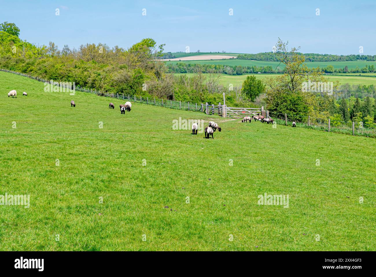 Der Monarch's Way führt nordöstlich über den Arundel Park - Arundel, South Downs National Park, West Sussex, Großbritannien. Stockfoto