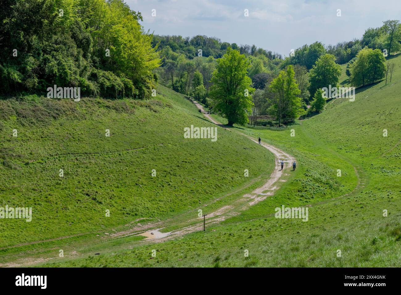 Ein Fußweg zum Swanbourne Lake, der vom Monarch's Way aus in südwestlicher Richtung durch den Arundel Park führt - Arundel, SDNP, West Sussex, Großbritannien. Stockfoto