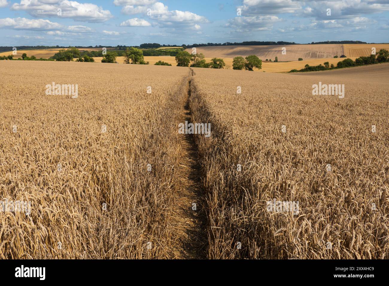 Wanderweg durch ein Feld mit goldenem Weizen in Ackerlandschaften, East Garston, Berkshire, England, Vereinigtes Königreich, Europa Stockfoto