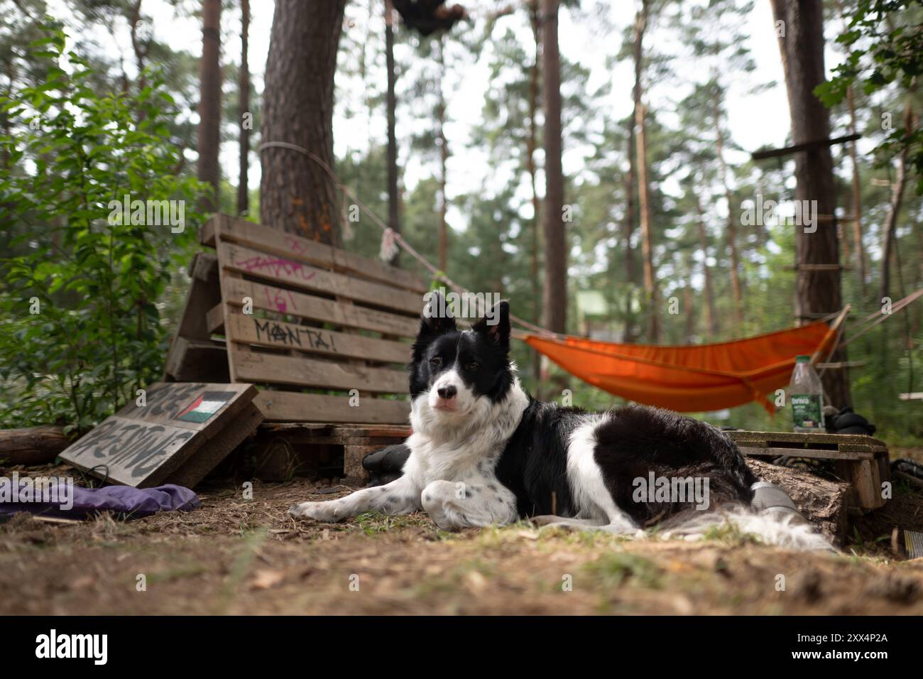 22. August 2024, Brandenburg, Grünheide: Ein Hund liegt im Protestlager der Tesla-Fabrik, die von der Initiative „Stop Tesla“ betrieben wird. Seit Ende Februar besetzen die Aktivisten einen Waldabschnitt neben der Fabrik des Elektroautos. Foto: Sebastian Gollnow/dpa Stockfoto