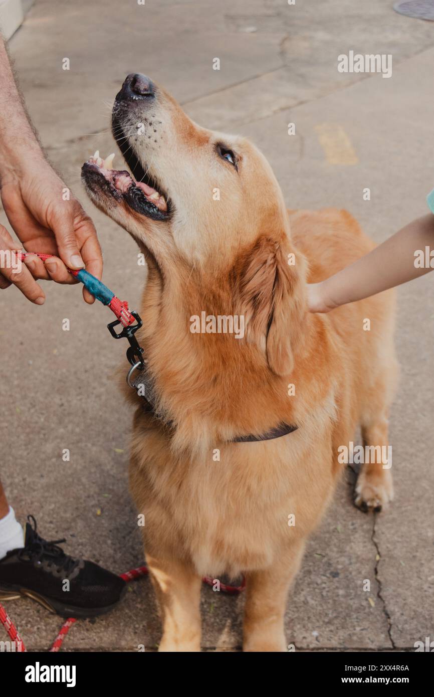 Niedlicher goldener Retriever-Hund, der gestreichelt wird Stockfoto