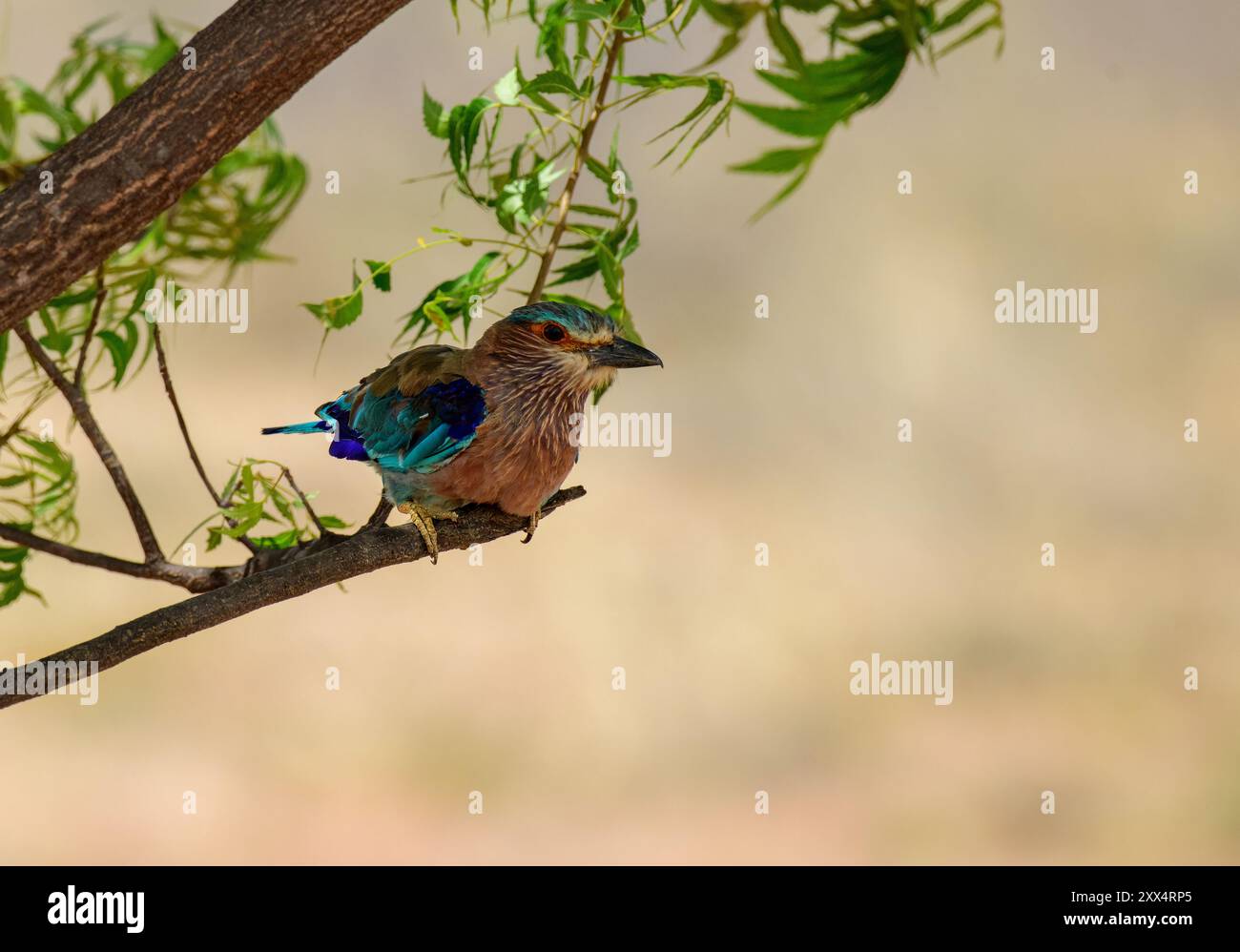 Ein indischer Roller im Koonthankulam Bird Sanctuary zeigt die lebendige Vogelwelt der vielfältigen Lebensräume des indischen Subkontinents. Stockfoto