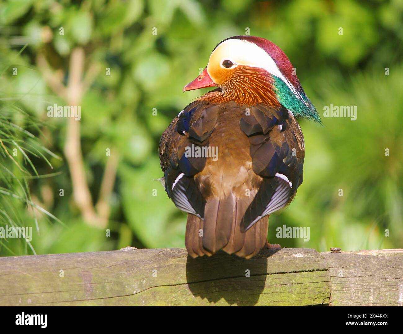 Mandarinente (Aix Galericulata) Stockfoto