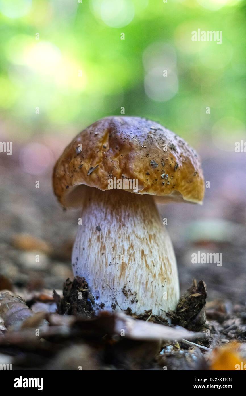 Einzelner Porcini-Pilz im Wald Stockfoto