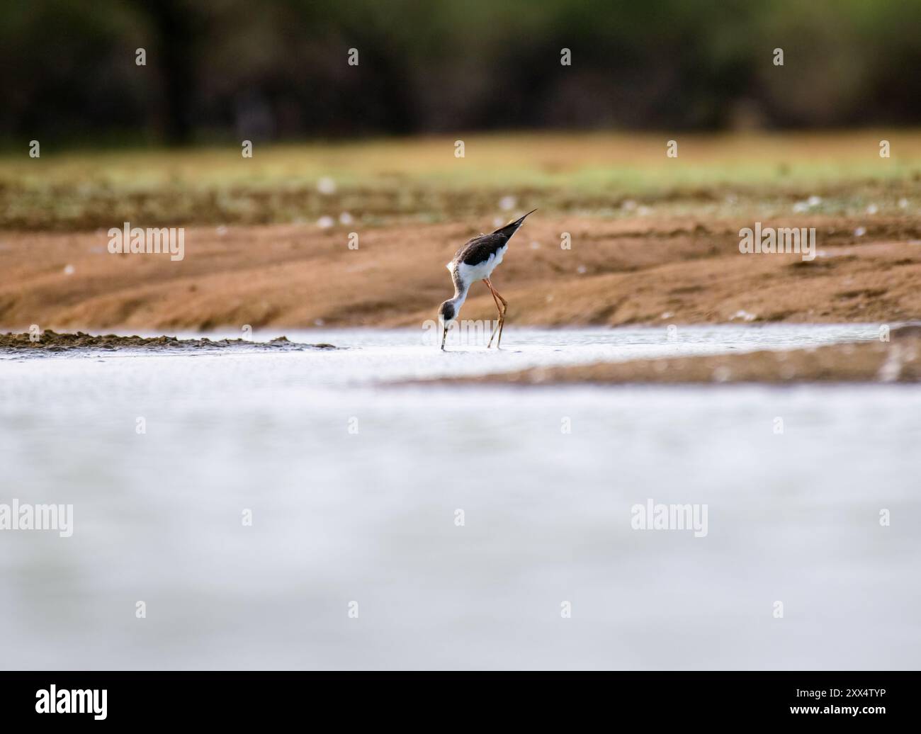 Ein ruhiger Moment im Koonthankulam Vogelschutzgebiet: Zwei schwarze Stelzen stehen auf dem Wasser, ihre eleganten Silhouetten spiegeln sich im ruhigen Wasser wider Stockfoto