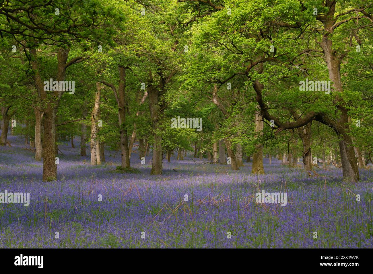 Sonnenlicht auf einem Teil der Bluebells (Hyacinthoides Non-Scripta) unter den Eichen im Kinclaven Bluebell Wood Stockfoto