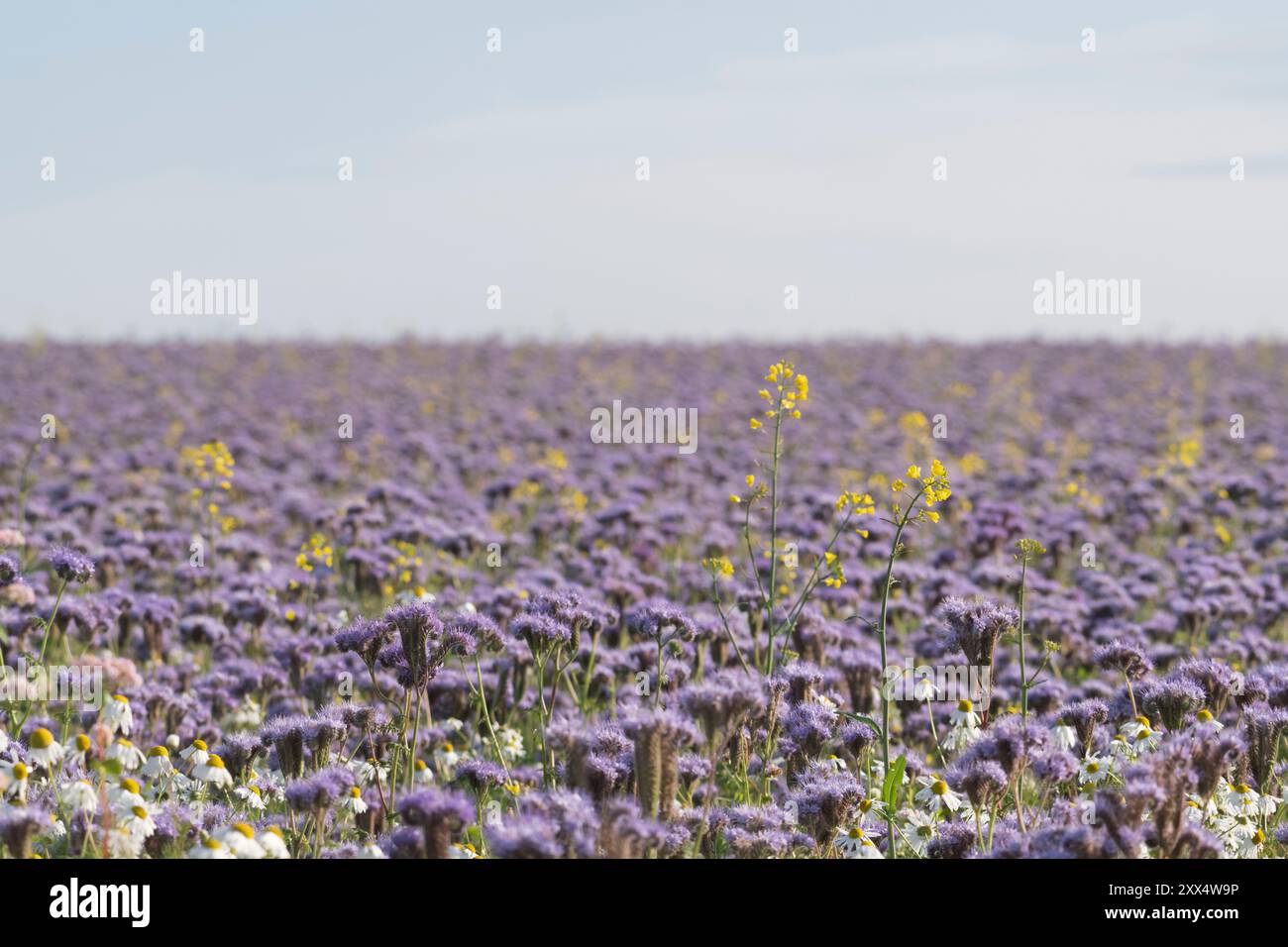 Ein violettes Feld von Phacelia (Phacelia tanacetifolia), das auf Aberdeenshire als Unkrautunterdrücker und Stickstoffhalter wächst Stockfoto