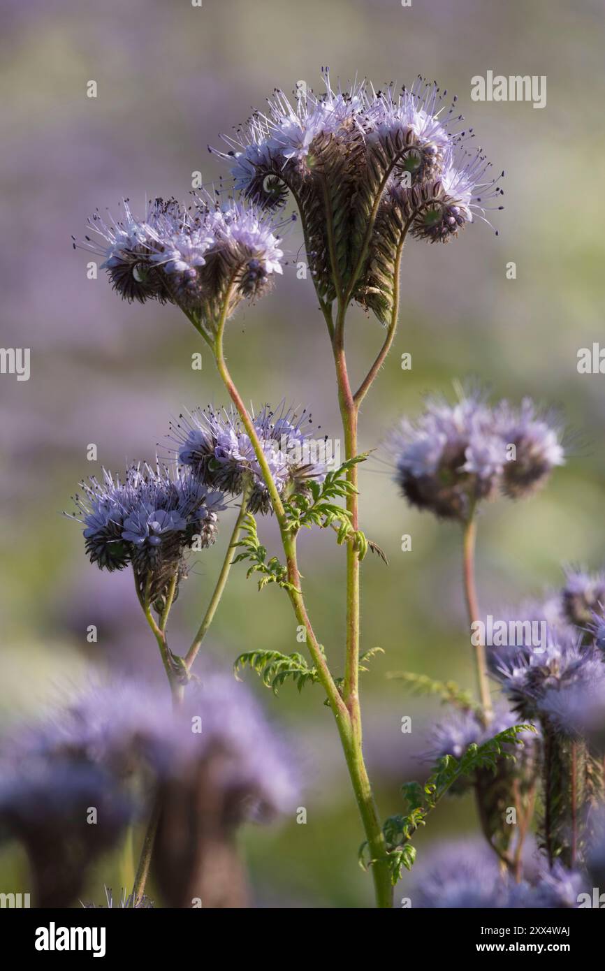 Purple Flowerheads von Lacy Phacelia (Phacelia tanacetifolia) oder Fiddleneck, die auf Ackerland als Gründünger und Unkraut-Suppressor angebaut werden Stockfoto