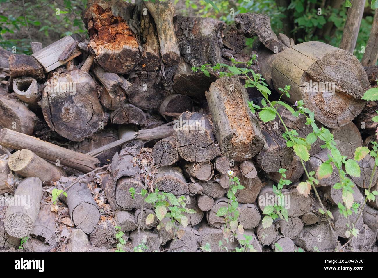 Lagerung von Brennholz. Brennholzlager auf dem Land. Holzpflaster frisch geschnittene Kiefernstämme. Dorfstil. Natürlicher Holzhintergrund. Stockfoto