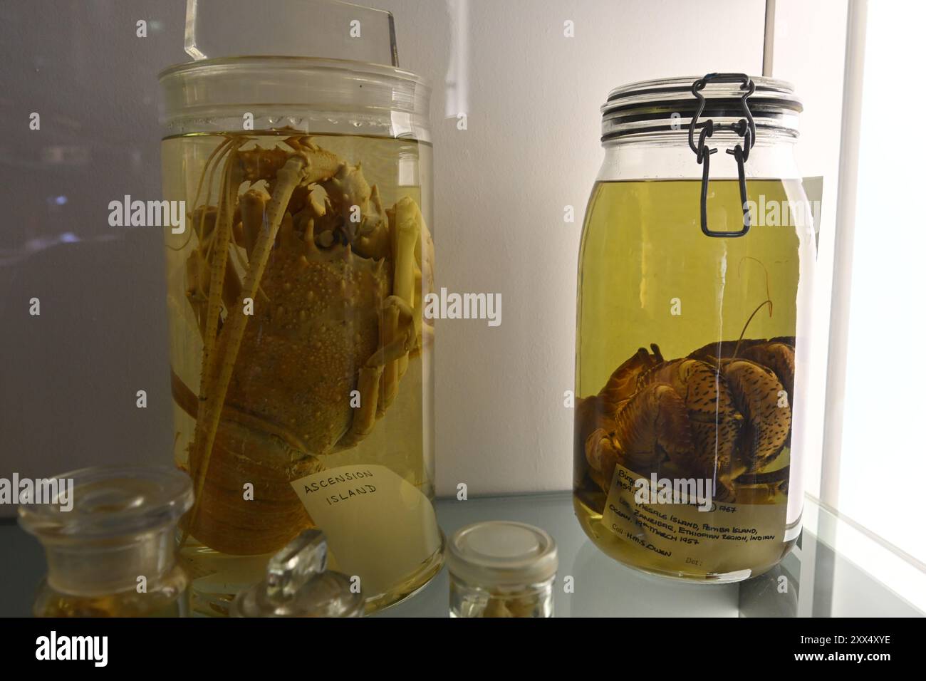 Ein Hummer (links) und Kokoskrabben (rechts), die in Alkohol in der Spirituosensammlung des Natural History Museum in London aufbewahrt werden Stockfoto