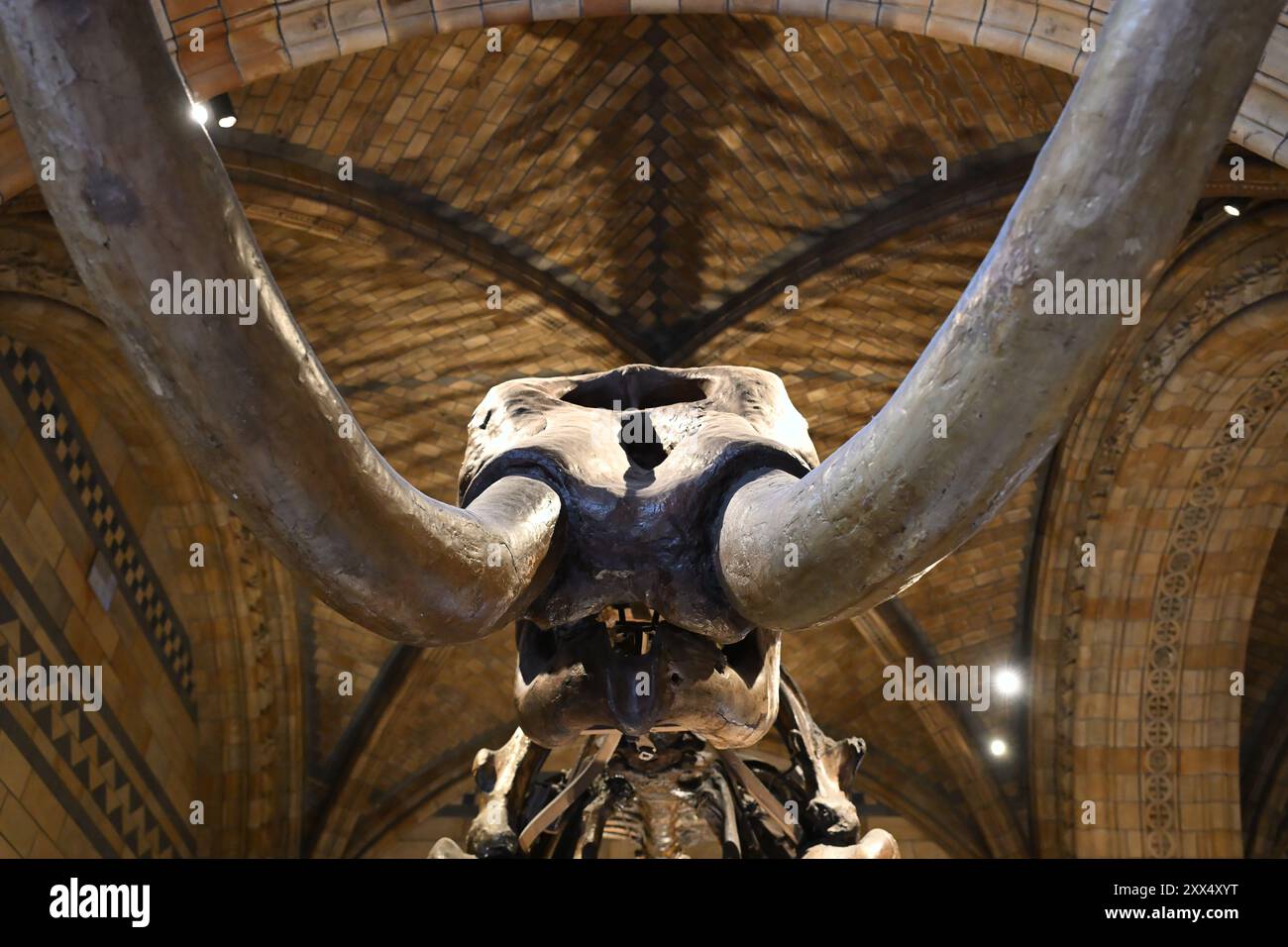 Ein amerikanisches Mastodon-Skelett in der Hintze Hall des Natural History Museum in London Stockfoto
